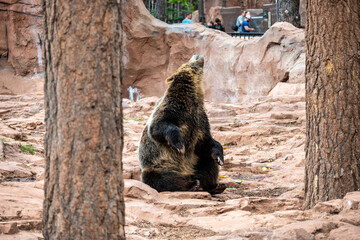 Fototapeta premium wild animal in zoo