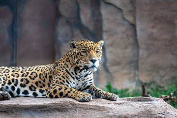 Jaguar on a rock