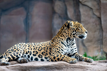 Jaguar on a rock