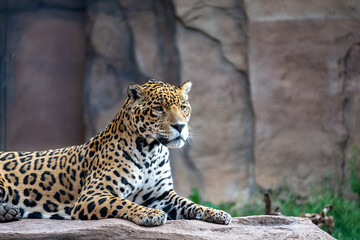 Jaguar on a rock