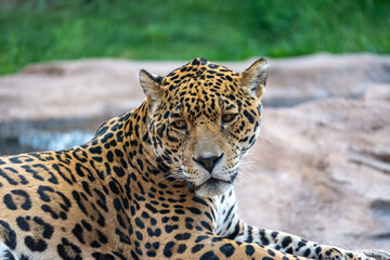 Jaguar on a rock