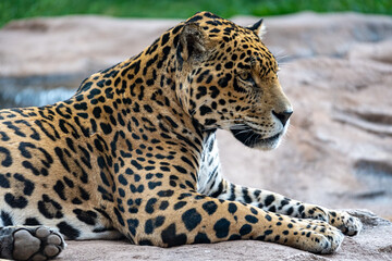 Jaguar on a rock