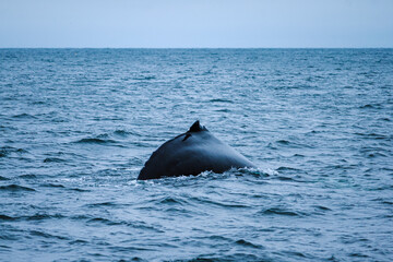 Fototapeta premium Humpback's fin