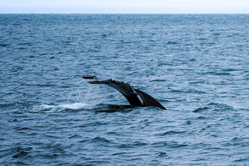 Fototapeta premium humpback whale's tail