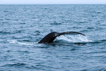 Fototapeta premium humpback whale's tail