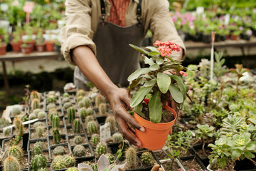 Fototapeta premium Close-up of florist in uniform reaching potted plant suggesting to buy it in flower shop