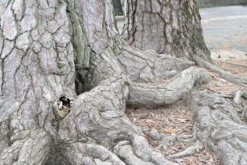 初夏の夙川公園付近の情景