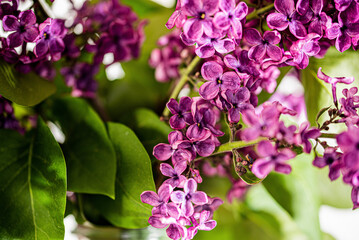 flowers in the garden