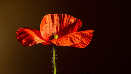 red poppy flower