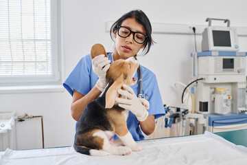Hispanic woman working as vet in modern animal hospital examining skin integument and ears of small puppy - obrazy, fototapety, plakaty