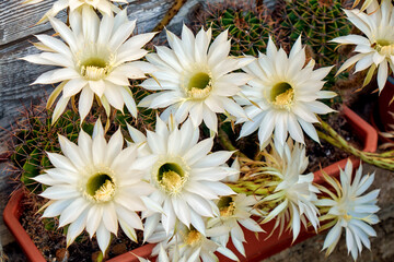 Blooming cacti in the backyard of a country house