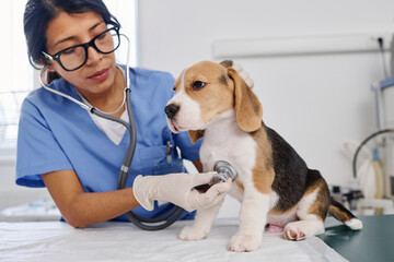 Hispanic woman wearing eyeglasses working as vet in animal hospital examining health of puppy using...
