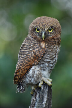 Jungle owlet  close-up picture