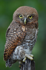 great horned owl or jungle owlet