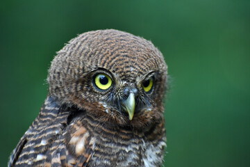 Jungle owlet face close-up picture
