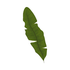 palm leaf icon