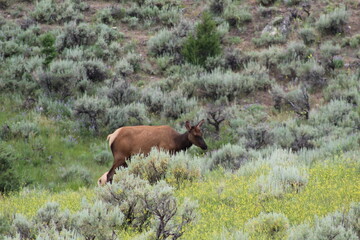 elk in park national park wyoming