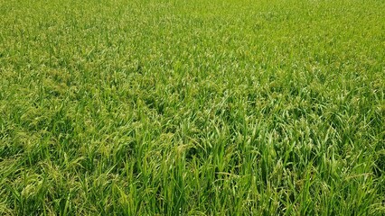 The rice fields are growing and flourishing.