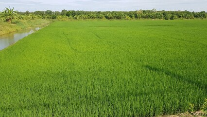 The rice fields are growing and flourishing.