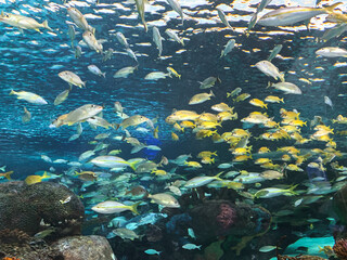 Fototapeta na wymiar crystal clear seabed and silver and gold fish swimming calmly in all directions