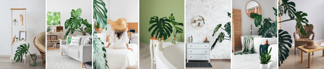 Collage of stylish interior with tropical monstera plant