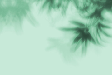 Fototapeta na wymiar Shadow of tropical branches on mint background