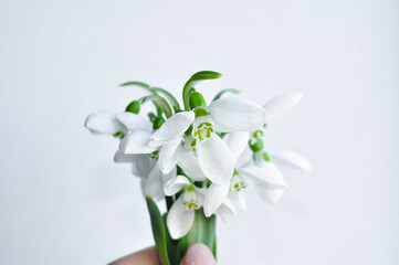 Bouquet of first snowdrops on white background