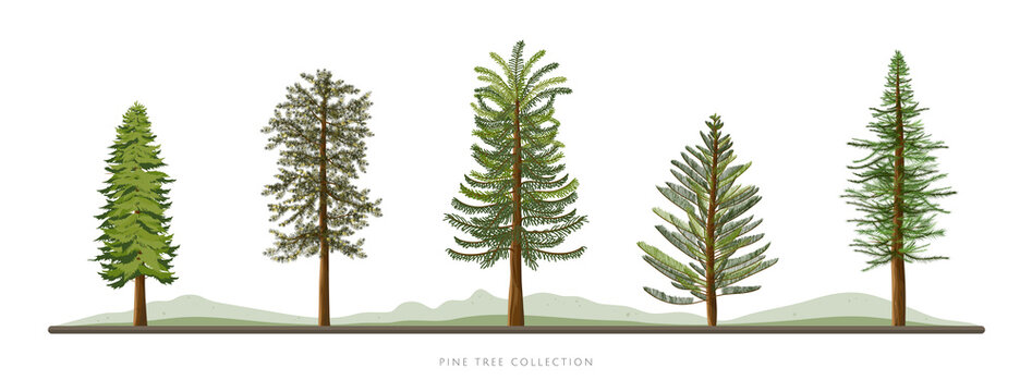 Row of pine tree vector icon set isolated on white background