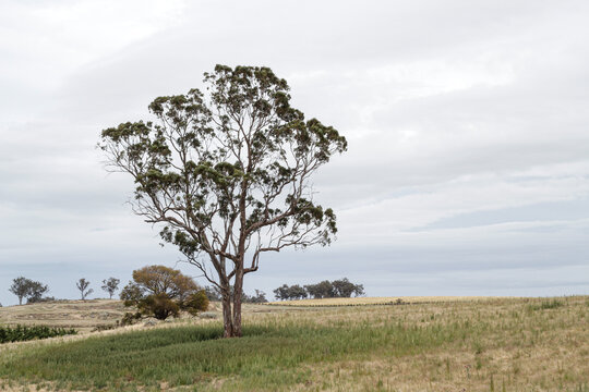 Large  gum tree standing alone in a grassy paddock