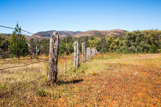 old fenceline heading towards trees