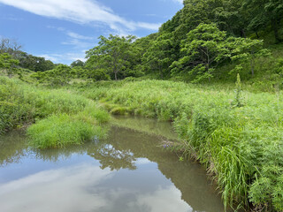 Fototapeta premium Summer landscape with lush green grass and trees and blue sky