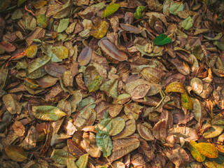 OLYMPUS DIGITAL CAMERADry leaves autumn leaves in beautiful fall park.Yellow leaves on the ground.