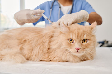 Medium close-up selective shot of unrecognizable doctor giving vaccine injection to ginger cat in...