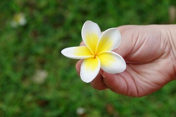 Girl's hand holding a beautiful white-yellow Plumeria flower on a blurred green m background. A moment from a holiday in Mexico. High quality photo