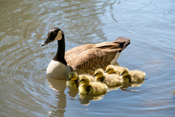 Waterfowl from the duck family