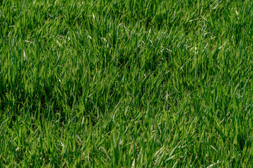 Background of beautiful green grass pattern