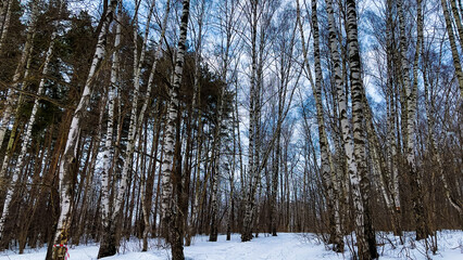 Fototapeta premium Winter landscape with snowy birch trees in the park
