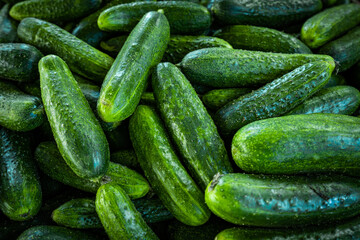 Pile of cucumbers. Cucumbers from the field