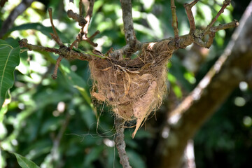 Bird's nest on a tree branch in nature. Nest of Black Hooded Oriole (Oriolus xanthornus) on a mango tree branch.