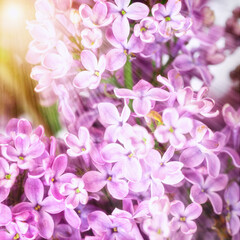 Spring blossom. Blooming lilac bush with tender tiny flower