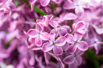Fototapeta na wymiar Purple lilac flowers blossom in garden, spring background