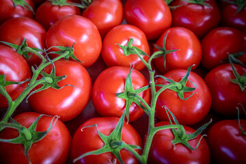 red tomatoes background. Group of tomatoes