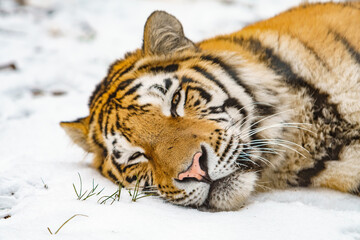Tiger lying in the snow. Beautiful wild siberian tiger on snow