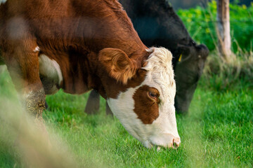Naklejka na ściany i meble Dairy cows grazing on lush green pasture