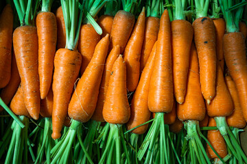 Homegrown fresh harvest of orange garden carrots. Ripe carrots