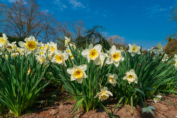 Daffodils against blue sky.  Easter background with fresh spring flowers. Yellow narcissuses