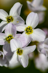 Cardamine pratensis in meadow, close up shoot