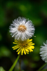 Taraxacum officinale in meadow, close up	