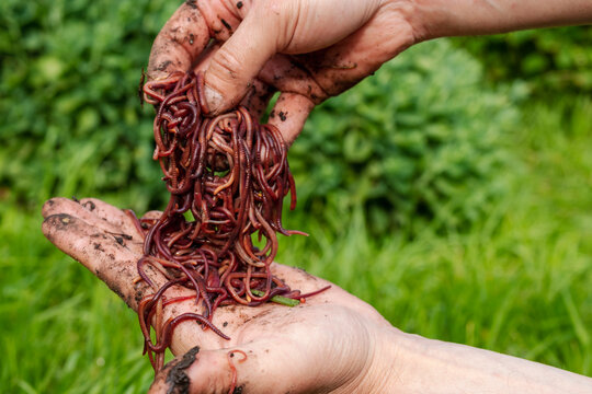 Breeding red worms Dendrobena. fertile soil. natural soil improvement. Fishing worms. Worms in the hands of a man.