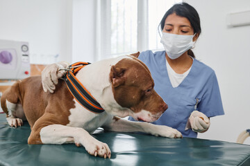 Unrecognizable Hispanic female doctor wearing mask on face working in vet clinic with adult pitbull...